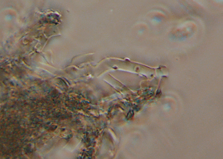 Due croste forse una su abete-foto0555(Hyphoderma setigerum)